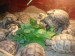 suchozemská želva